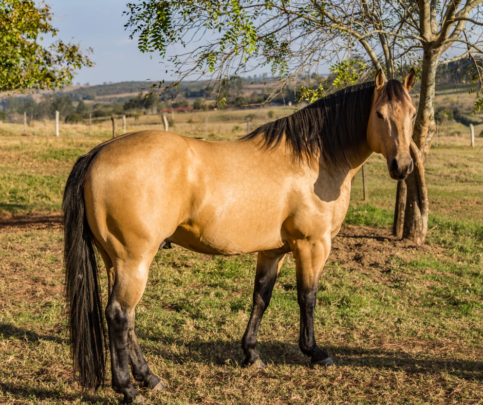 Silver Buckskin Quarter Horse